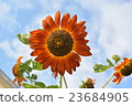 向日葵 23684905