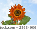 向日葵 23684906