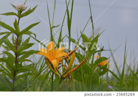 Nikkokishge 23685269