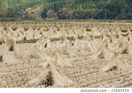Paddy field 23685429