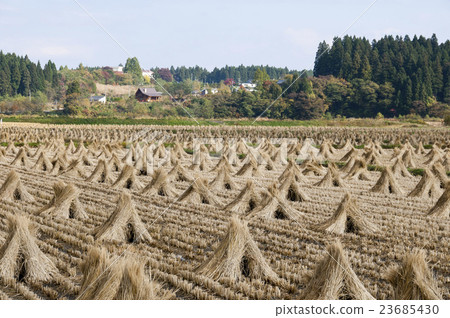 Paddy field Paddy field 23685430