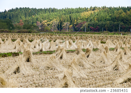 Paddy field Paddy field 23685431