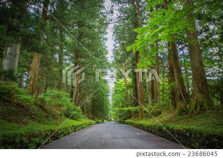 Big tree between pathway in Nikko, Japan 23686045