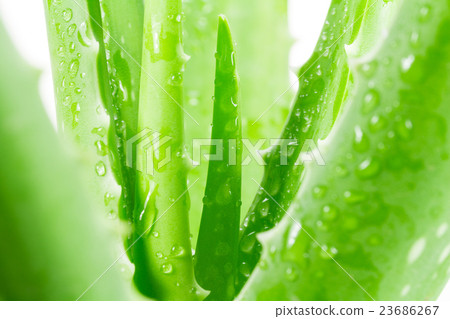 Aloe vera on white background 23686267