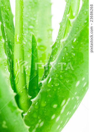 Aloe vera on white background 23686268