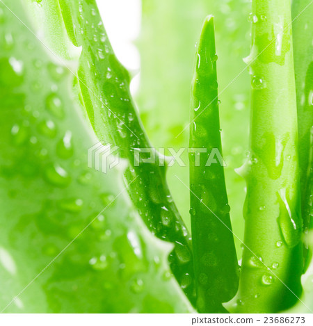 Aloe vera on white background 23686273