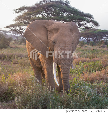 Elephant in front of Kilimanjaro, Amboseli, Kenya. Elephant in front of Kilimanjaro, Amboseli, Kenya. 23686407