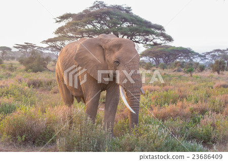 Elephant in front of Kilimanjaro, Amboseli, Kenya. Elephant in front of Kilimanjaro, Amboseli, Kenya. 23686409