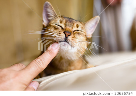 Amazing cat Abyssinian Amazing cat Abyssinian 23686784