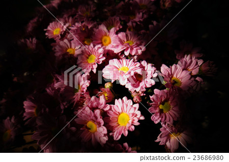 pink Chrysanthemum with lighton center 23686980