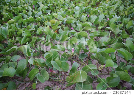 close-up water hyacinth on the beach close-up water hyacinth on the beach 23687144