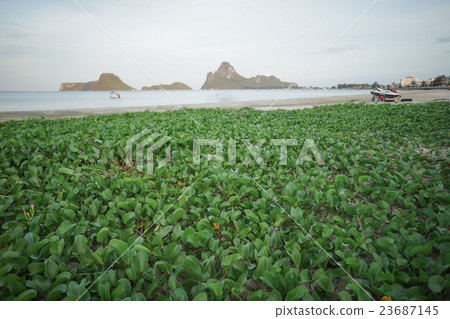 water hyacinth on the beach with the sea water hyacinth on the beach with the sea 23687145