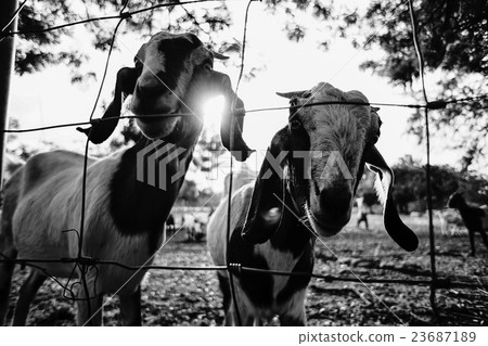 Goat in the paddock.closeup white goat in paddock 23687189