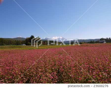 Red buckwheat field Red buckwheat field 23688276