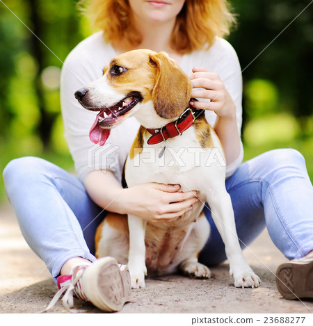 Woman with Beagle dog in the summer park Woman with Beagle dog in the summer park 23688277