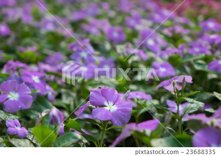 Nichinichiso 23688335