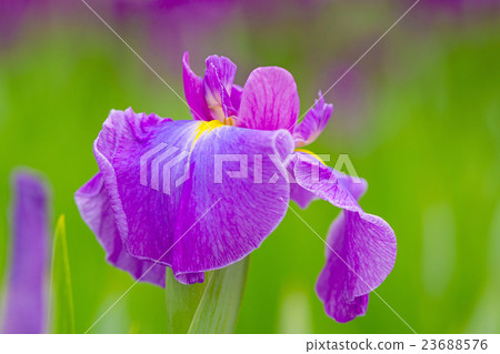鳶尾花 23688576