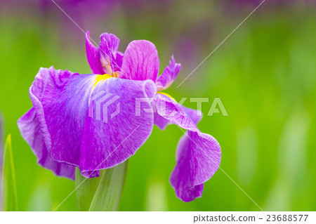 鳶尾花 23688577