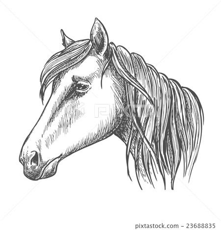 Riding horse head sketch for equine sport design Riding horse head sketch for equine sport design 23688835