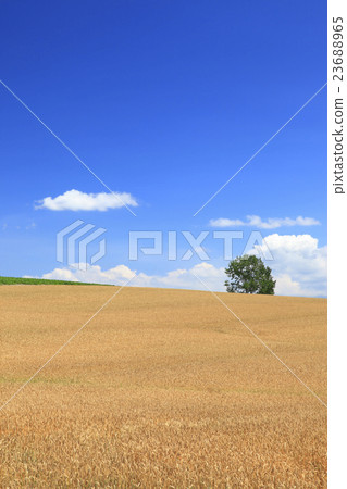 Kamifurano-cho Hokkaido Hill of Wheatgrass and a tree Kamifurano-cho Hokkaido Hill of Wheatgrass and a tree 23688965