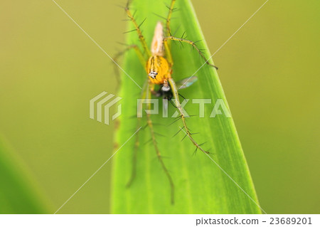 Spiders capturing prey 23689201