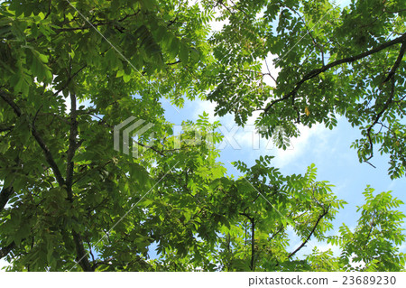 新的綠色形象 23689230