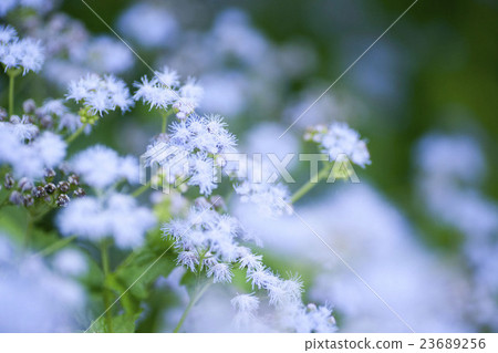 淡藍色的花朵 23689256