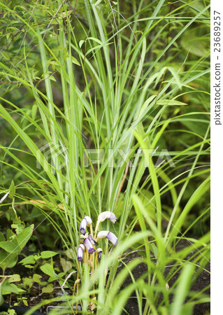 Nambangi細胞 23689257