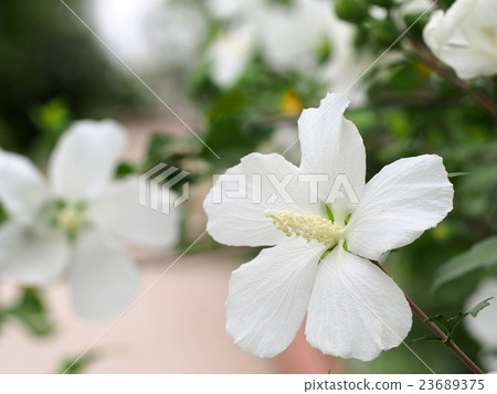 Mukge Mukge 23689375