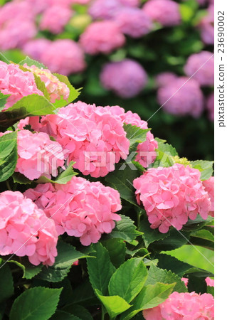 Hydrangea 23690002