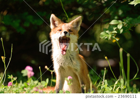 Dental examination 23690111