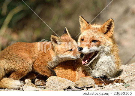 Happy moments 23690160