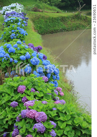 水稻坂本水稻梯田的製備 23690651