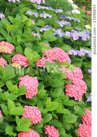 繡球 繡球 23690653