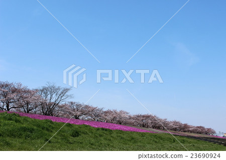 Aozora陽光明媚的Arakawa Akabane Sakurayama櫻花盛開在綠色的空間和苔蘚櫻花 23690924