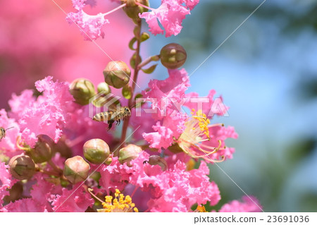 蜜蜂和脆花（粉紅色） 23691036