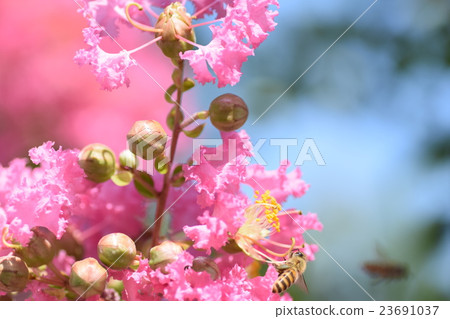 蜜蜂和脆花(粉紅色) 蜜蜂和脆花(粉紅色) 23691037