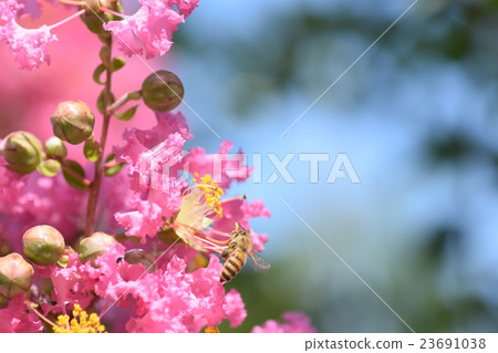 蜜蜂和脆花(粉紅色) 蜜蜂和脆花(粉紅色) 23691038