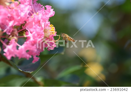 蜜蜂和脆花(粉紅色) 蜜蜂和脆花(粉紅色) 23691042