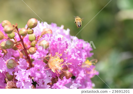 蜜蜂和脆花（粉紅色） 23691201