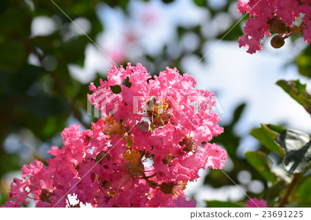 蜜蜂和脆花（粉紅色） 23691225