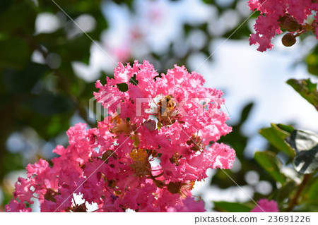 蜜蜂和脆花(粉紅色) 蜜蜂和脆花(粉紅色) 23691226