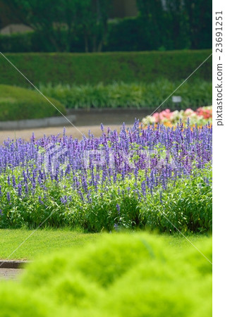 Blue Salvia (Farinassea) 23691251