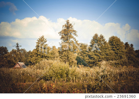 trees, bushes, grass summer sky with white clouds trees, bushes, grass summer sky with white clouds 23691360