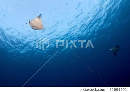 Manta in the blue ocean background portrait 23691391
