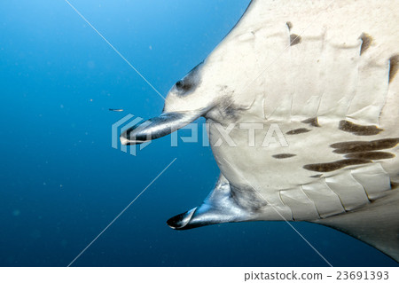 Manta in the blue ocean background portrait Manta in the blue ocean background portrait 23691393
