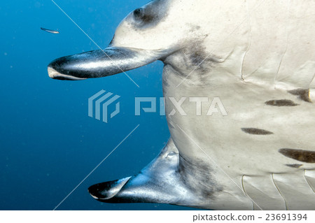 Manta in the blue ocean background portrait 23691394
