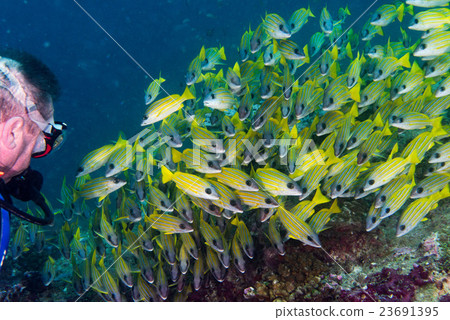 school of fish while scuba diving in maldives school of fish while scuba diving in maldives 23691395