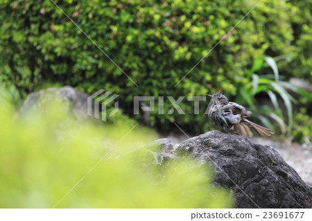 Bath of a brown eared bulbolk 23691677