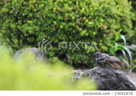 Bath of a brown eared bulbolk 23691678